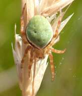 Image de Colaranea viriditas (Urquhart 1887)