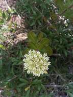 Image of Curtiss' milkweed