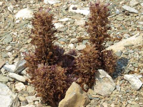 Image of Parish's broomrape