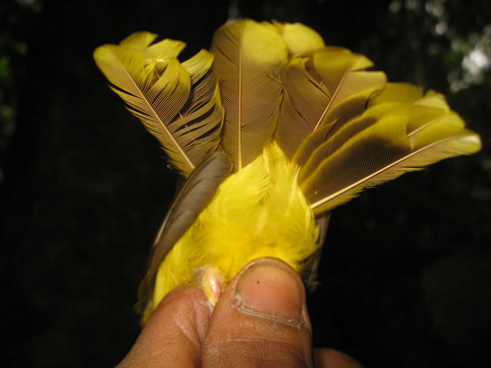 Image of Yellow-bellied Bulbul