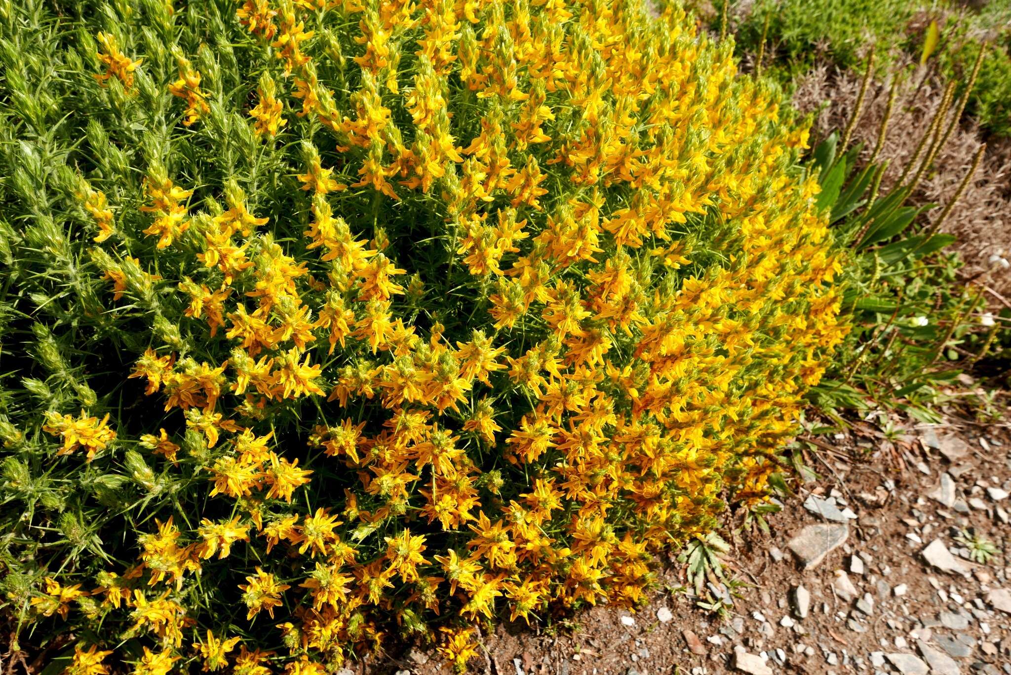 صورة Genista hirsuta M. Vahl