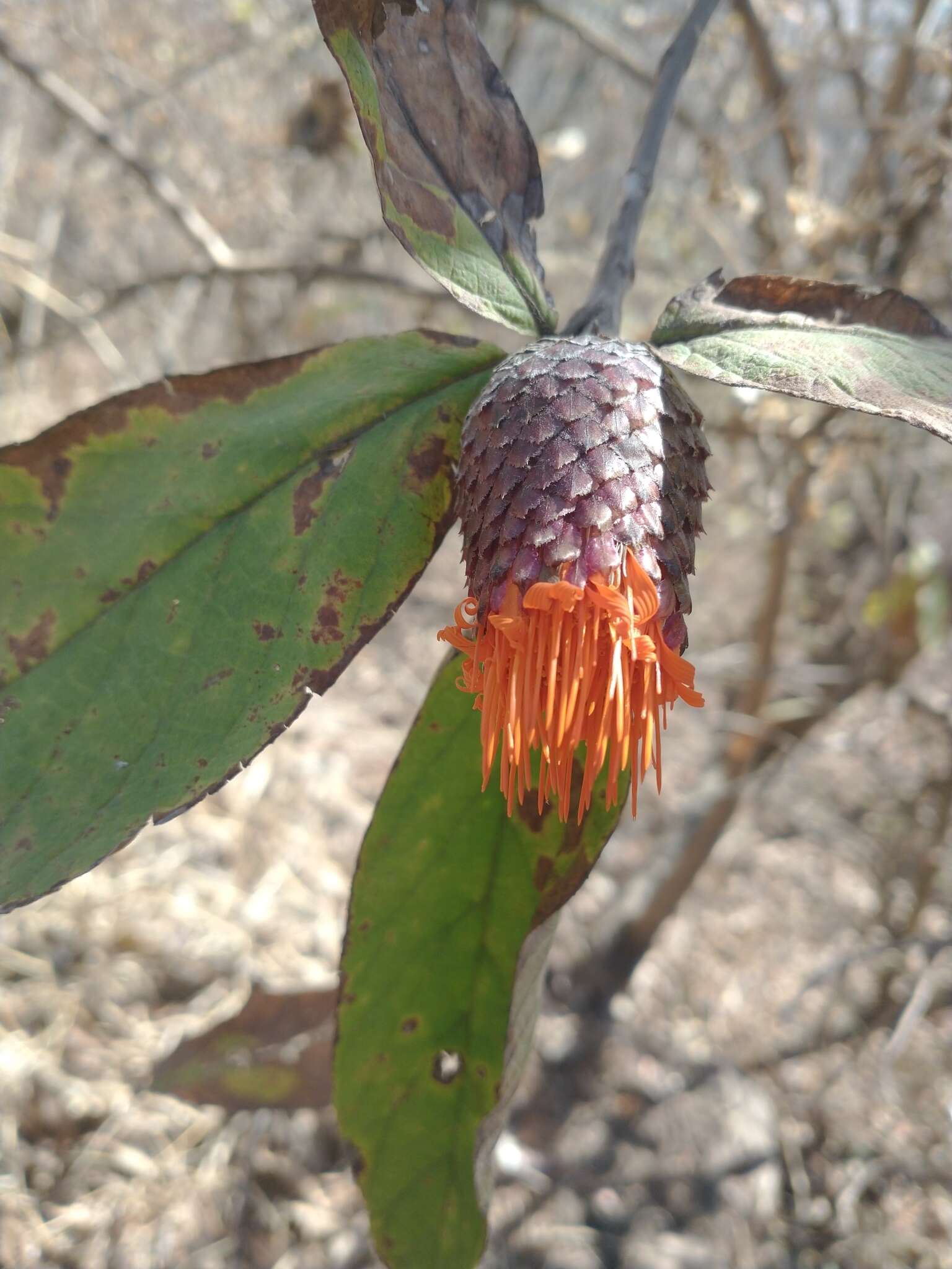 صورة Cnicothamnus lorentzii Griseb.