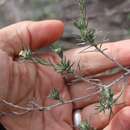 Image of slimleaf heliotrope