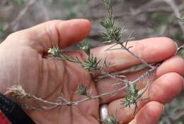 Image of slimleaf heliotrope