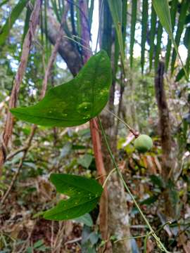 Image of Passiflora misera Kunth