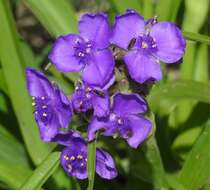 Sivun Tradescantia gigantea Rose kuva