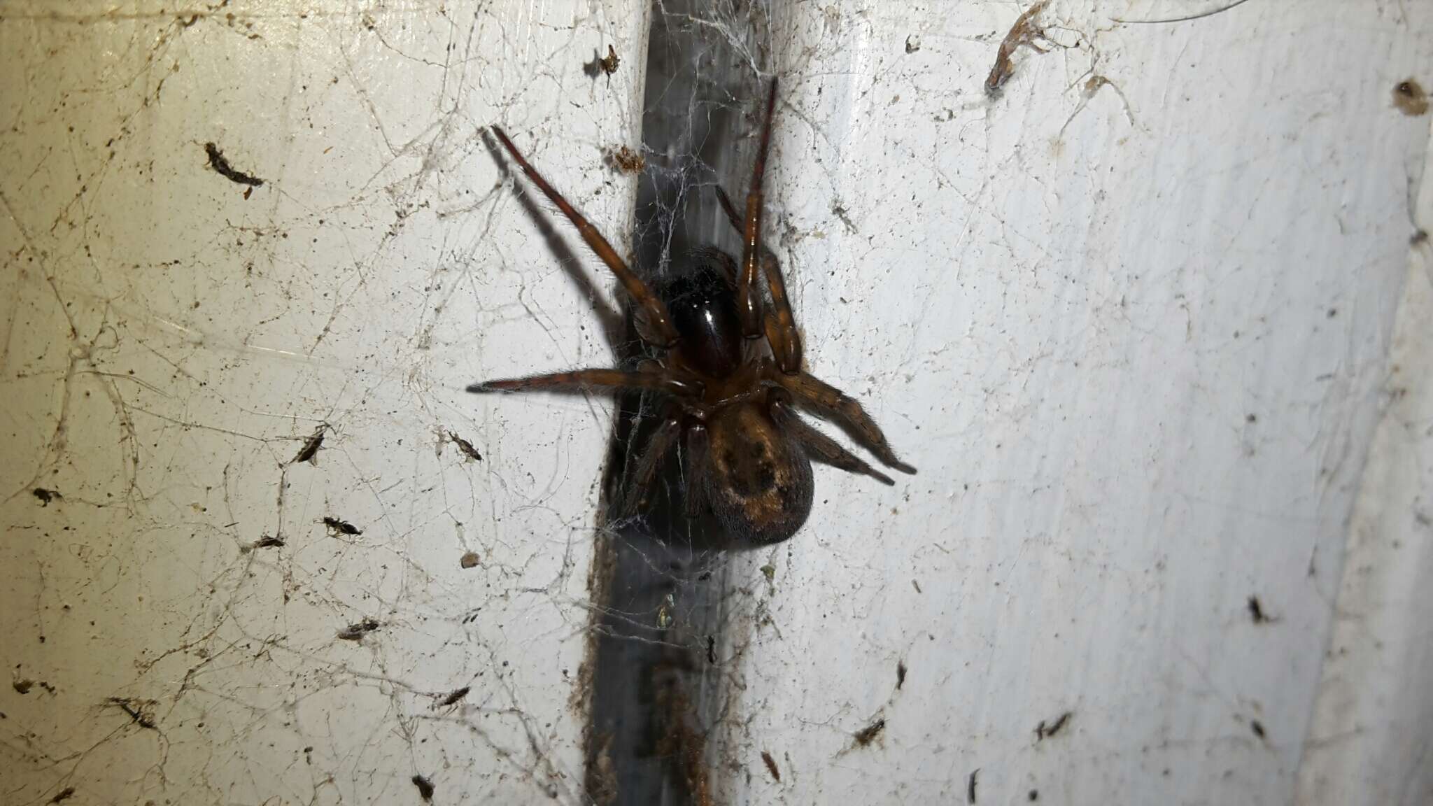 Image of Lace webbed spider