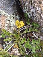 Слика од Cymopterus hallii (A. Gray) B. L. Turner