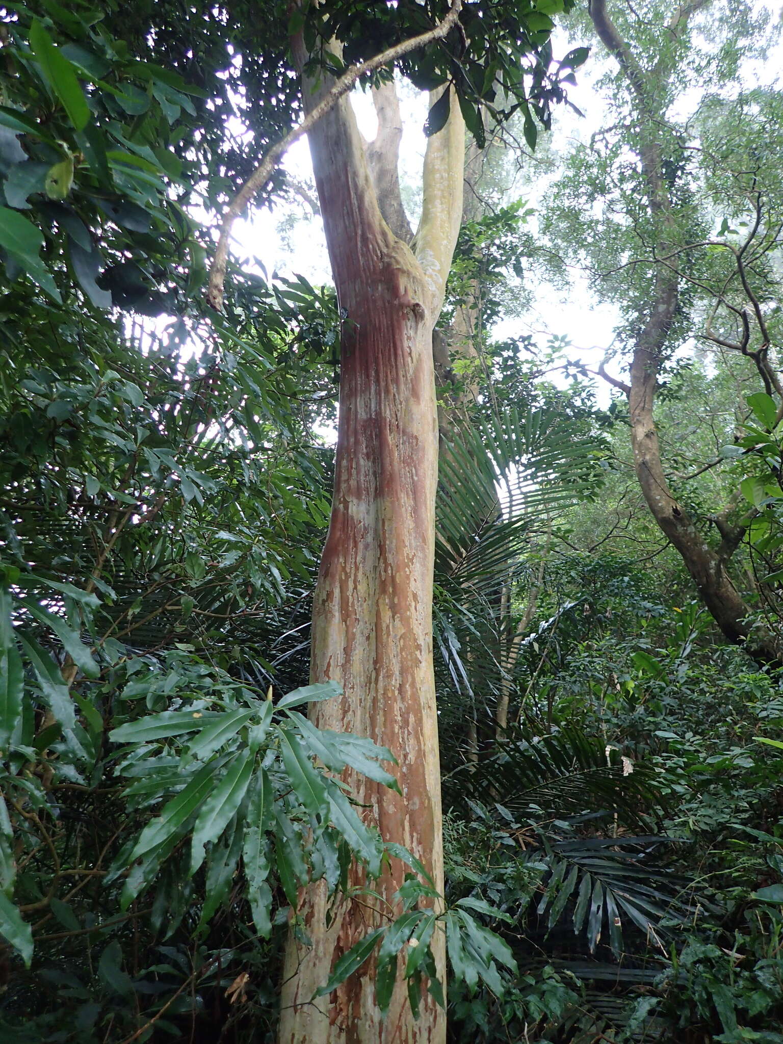 Image of Lagerstroemia subcostata Koehne