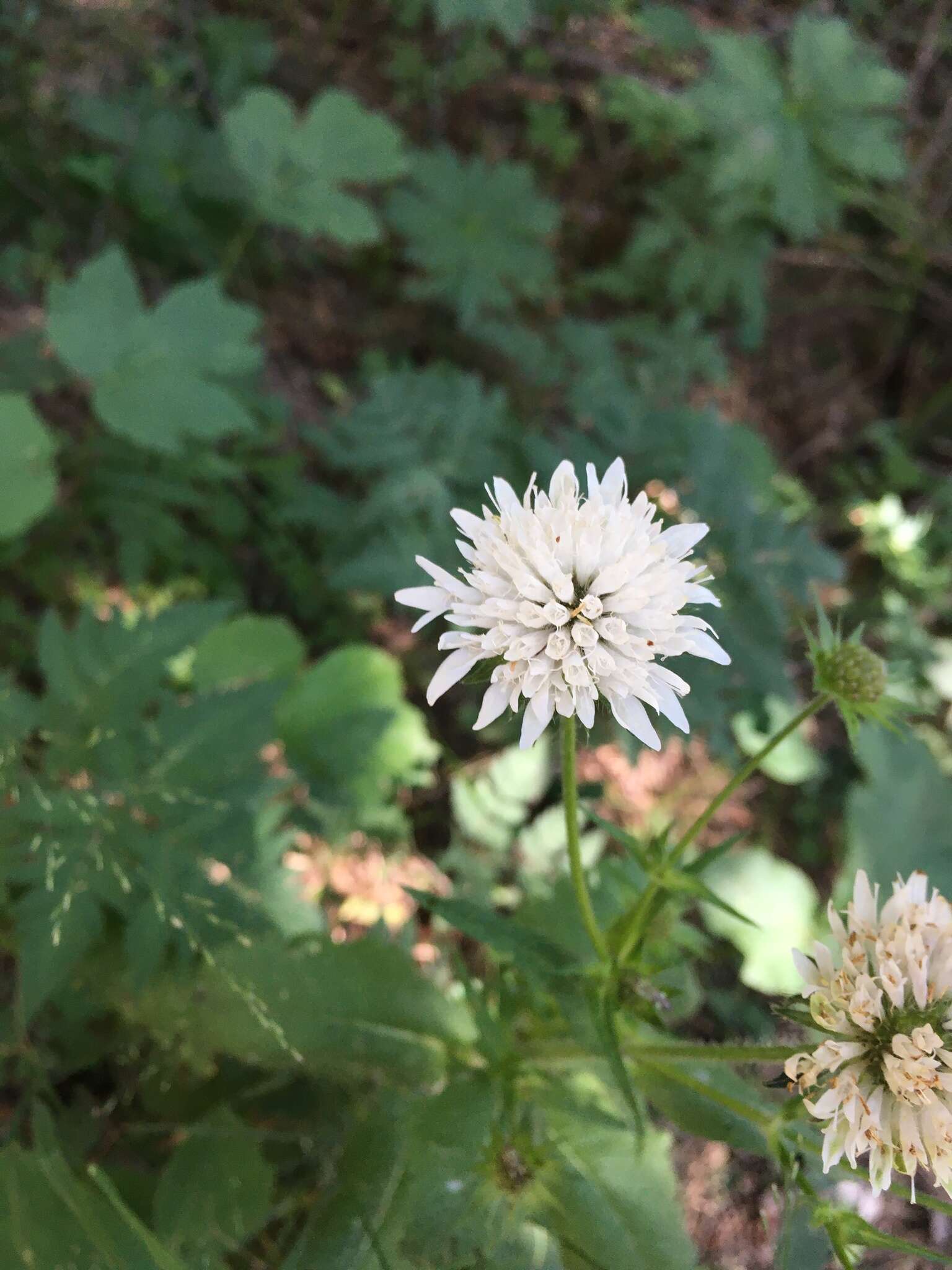 Image of Knautia involucrata Somm. & Lev.