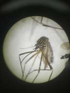 Image of Aedes eleanorae Berlin 1969