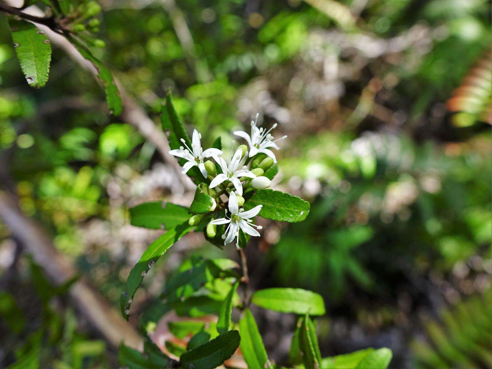 Image of Leionema nudum (Hook.) Paul G. Wilson