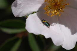 Image of Bilyaxia obscurata (Reed 1873)