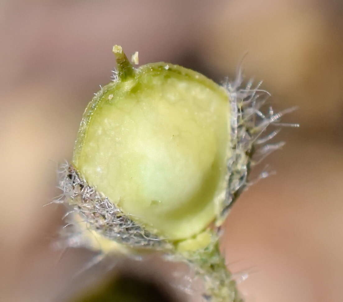 Image of Alyssum minutum Schlecht. ex DC.