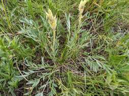 Image of <i>Oxytropis sericea</i> var. <i>speciosa</i> S. L. Welsh