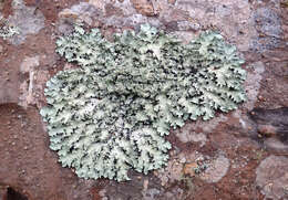 Image of Melliss' parmotrema lichen
