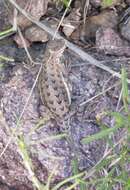 Image of Elegant Earless Lizard