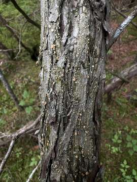 Coenogonium luteum (Dicks.) Kalb & Lücking resmi