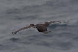 Image of Bounty Shag