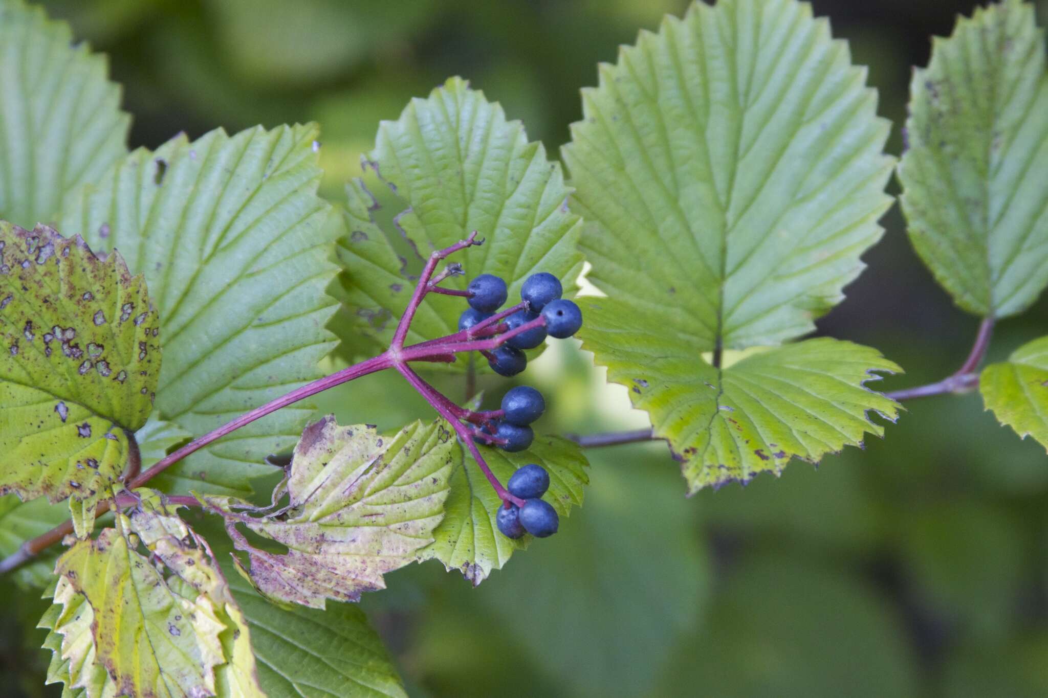 Image de Viburnum alabamense (Mc Atee) Sorrie