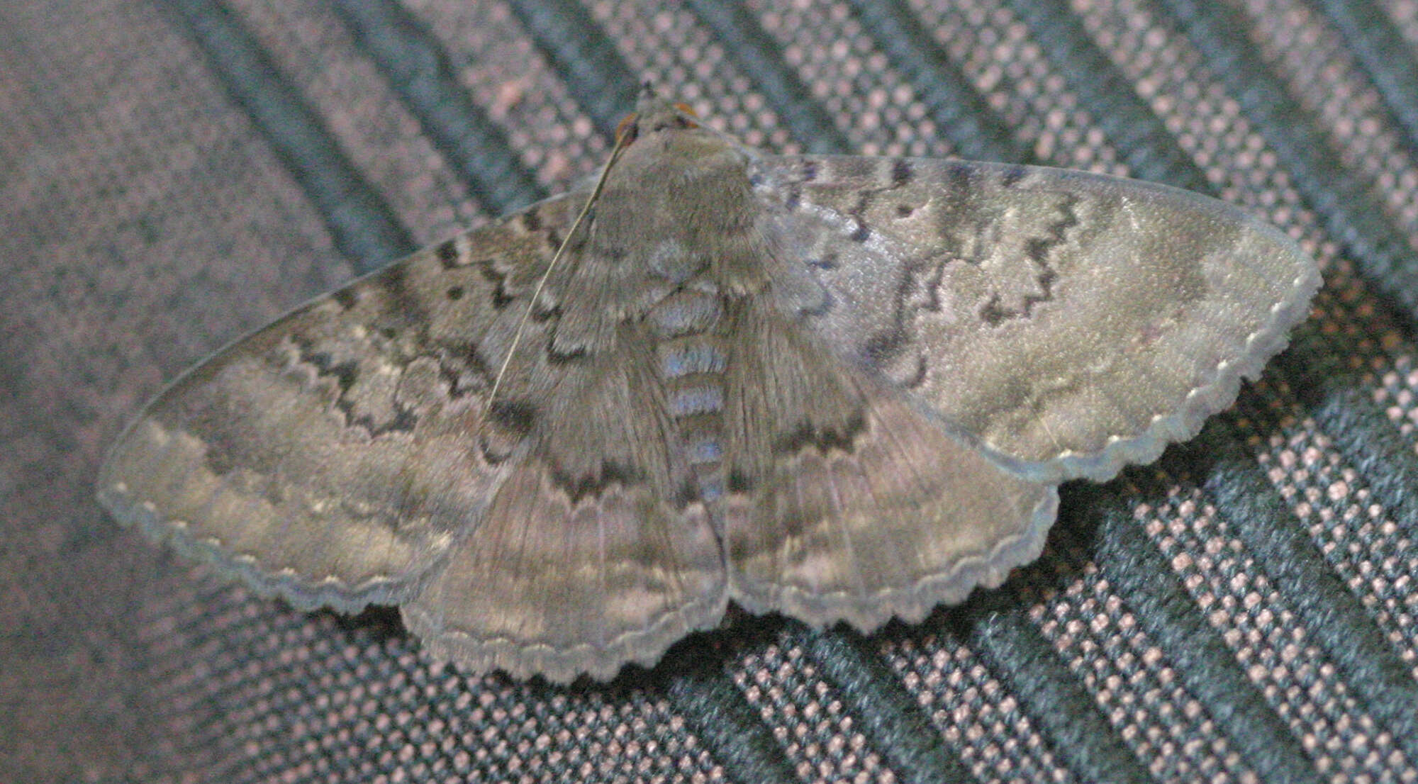 Image of Plain cloak moth