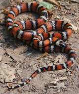 Image of California Mountain Kingsnake