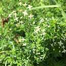 Image of Galium album subsp. album