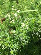 Image of Galium album subsp. album