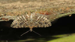 Image of Montana Six-plume Moth