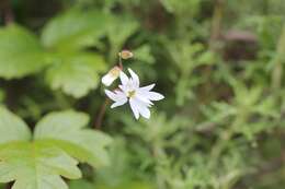 Image of hillside woodland-star