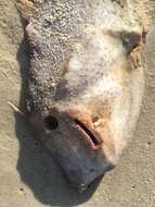 Image of Orange Filefish