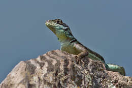 Слика од Tropidurus montanus Rodrigues 1987