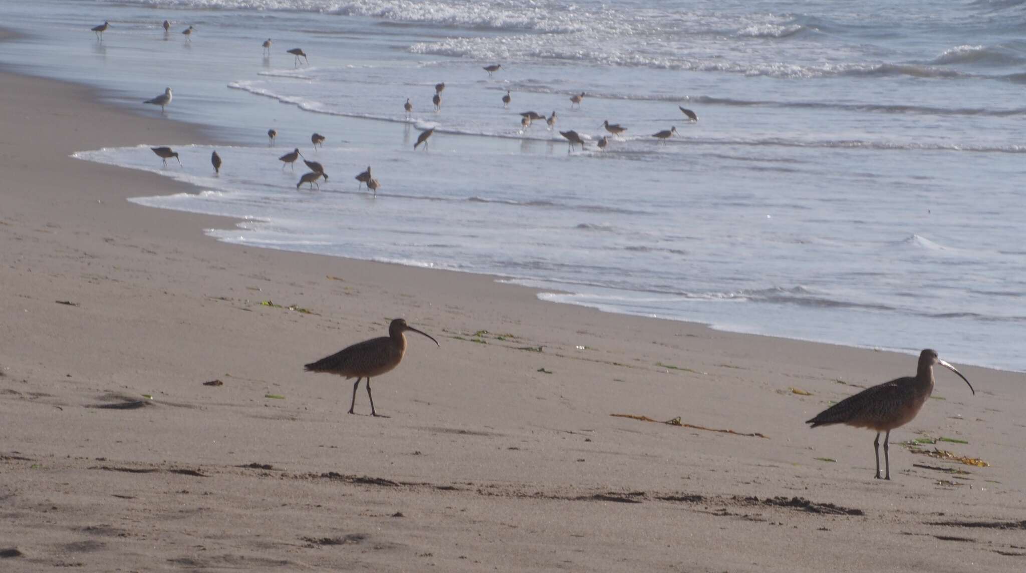 Image of Long-billed Curlew