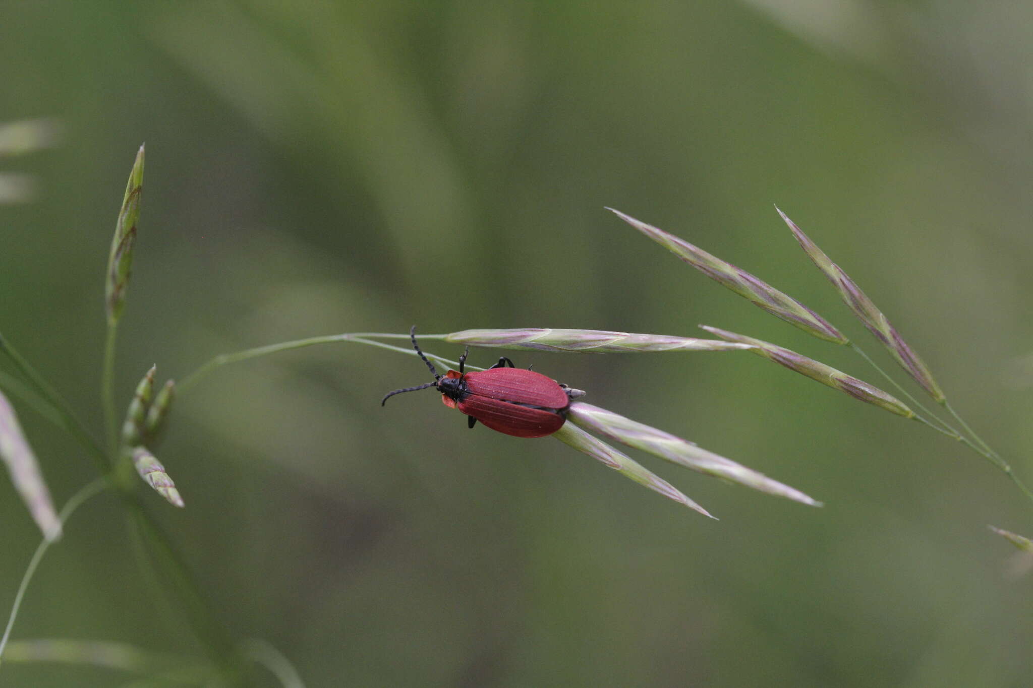 Plancia ëd Lycus sanguinipennis Say 1823