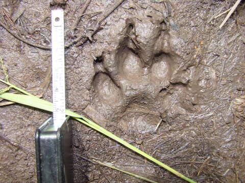 Image of bush dog