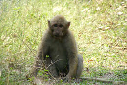 Image of Assam Macaque