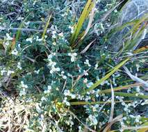Image of Spyridium vexilliferum var. latifolium Benth.
