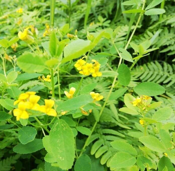 Plancia ëd Medicago platycarpa (L.) Trautv.