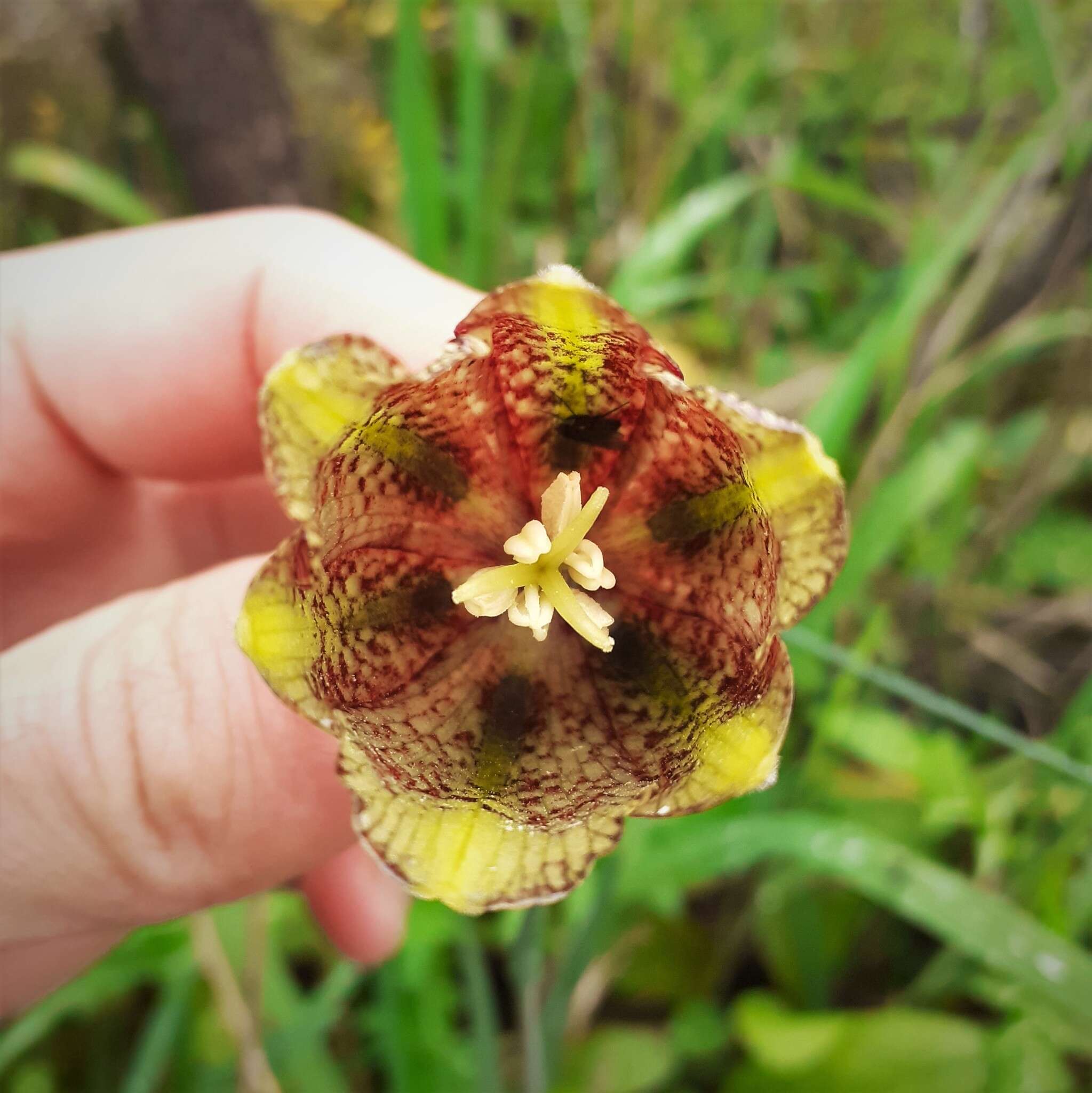 Image of Fritillaria lusitanica Wikstr.