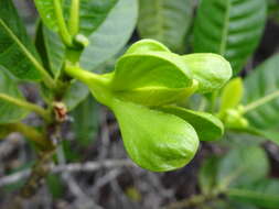 Gardenia aubryi Vieill. resmi