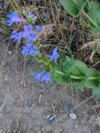 Image of Blue Penstemon