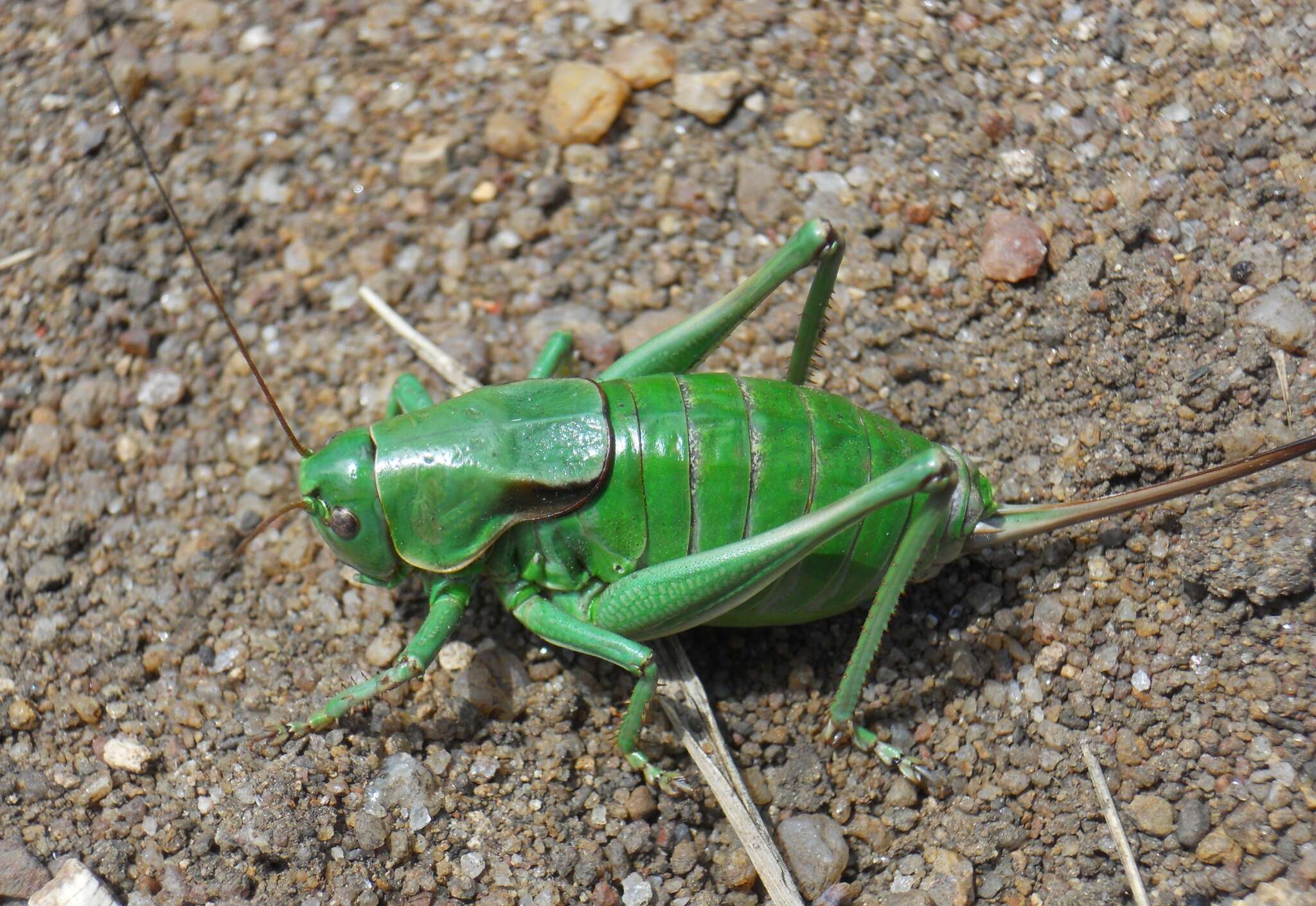Image of mormon cricket