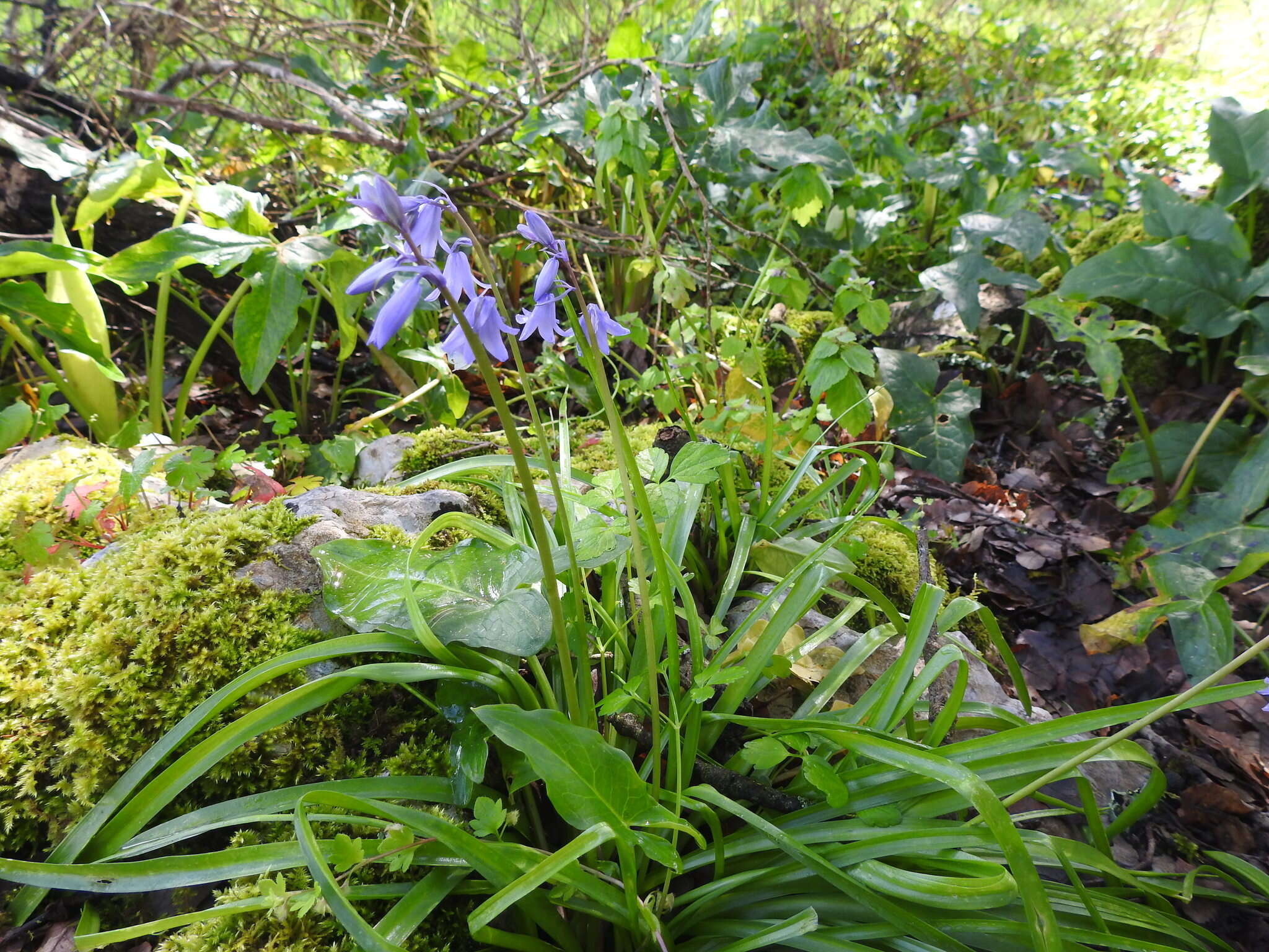 Image of Hispanic hyacinthoides