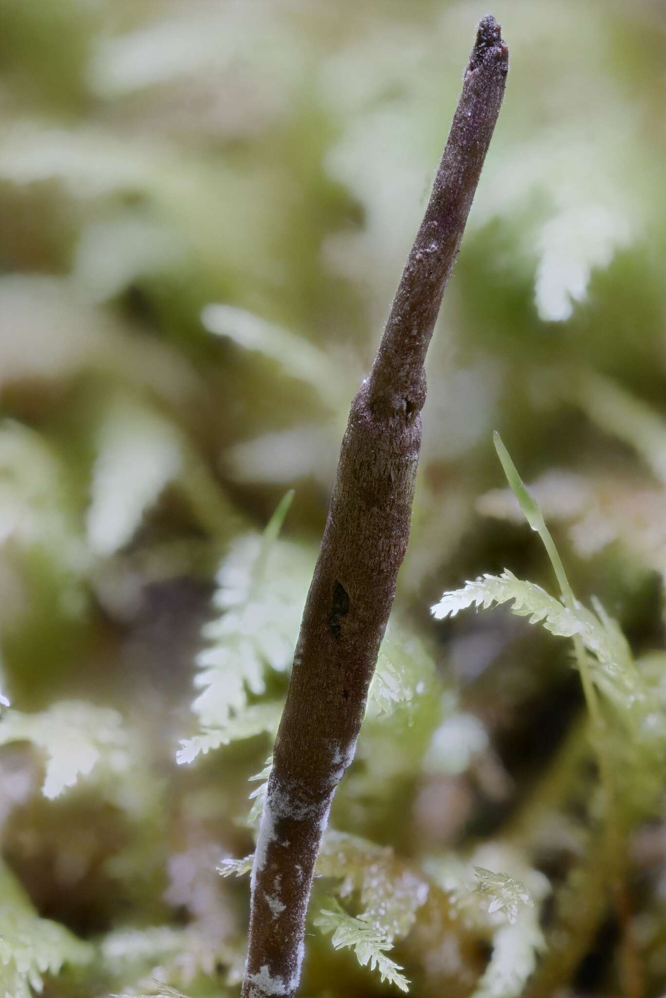 Image of Ophiocordyceps stylophora (Berk. & Broome) G. H. Sung, J. M. Sung, Hywel-Jones & Spatafora 2007