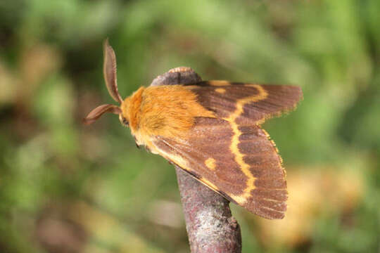 Image of Lemonia dumi (Linnaeus 1761)