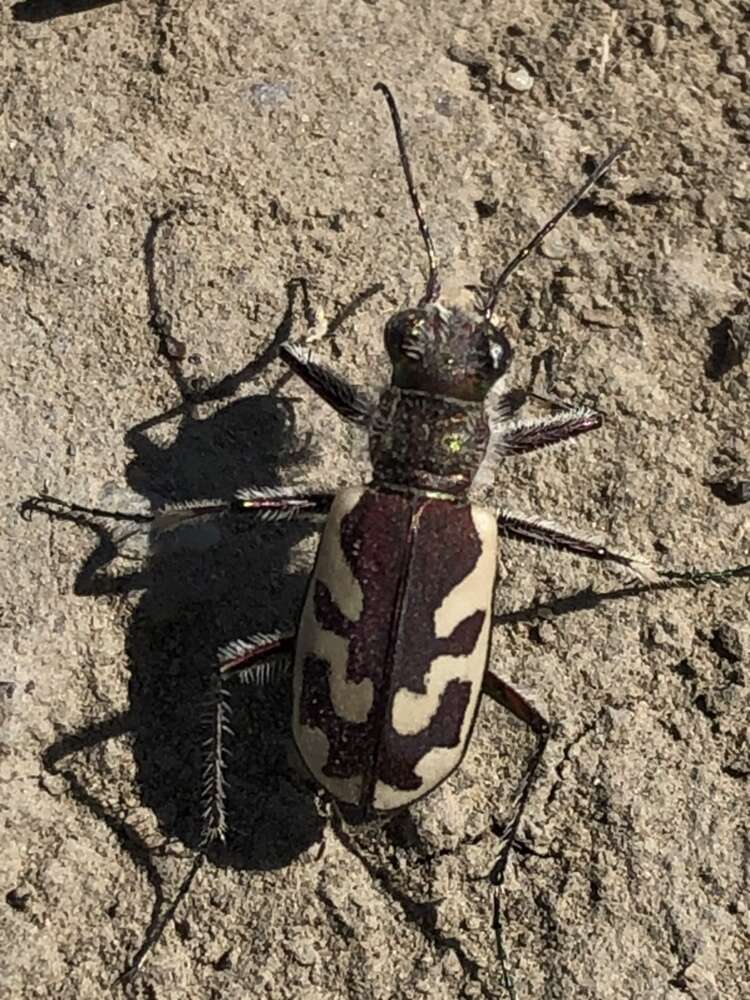 Image of Blowout tiger beetle