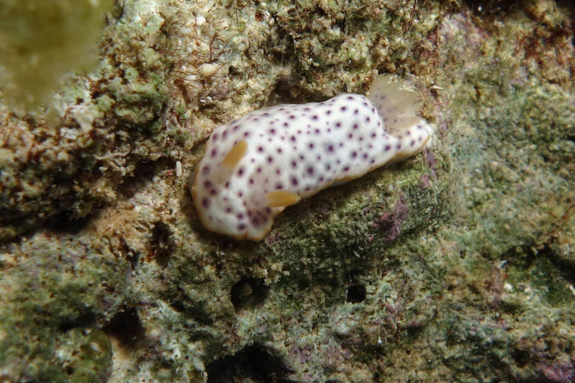 Image of Chromodoris aspersa (Gould 1852)