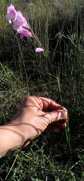 Image of Gladiolus hirsutus Jacq.