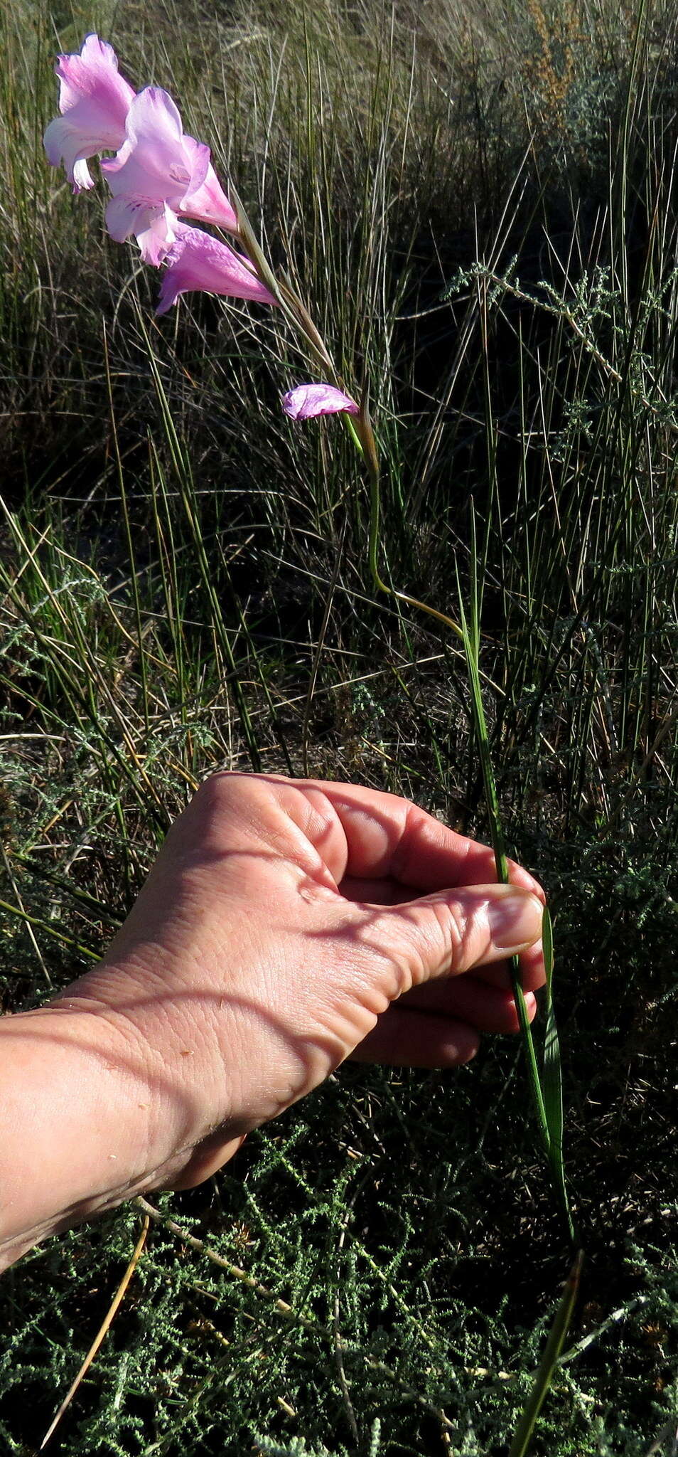 Imagem de Gladiolus hirsutus Jacq.