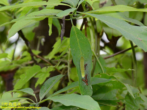 Image of <i>Papilio epycides</i>